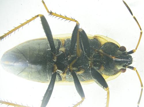 Réf. 353 979 : Xanthochilus quadratus